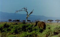 /album/fotos-afrika/pict0068-small-jpg/